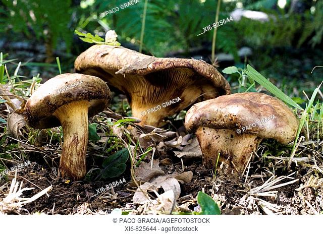 Mushrooms (Phasilus impolutus) in oakwood. Riaza, Segovia, Spain