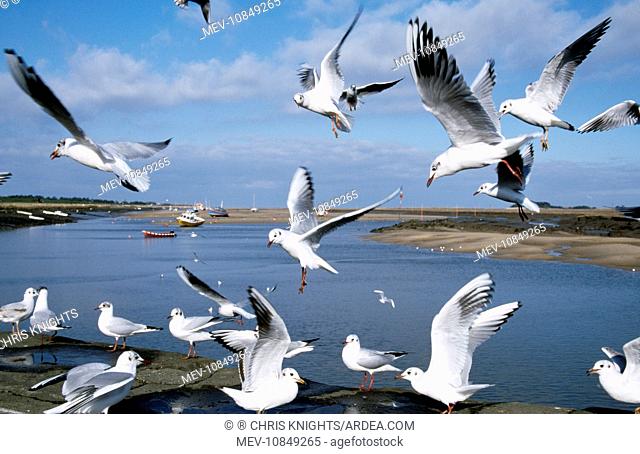 Black-headed GULLS - flock in flight (Larus ridibundus). Wells next-the-sea, Norfolk