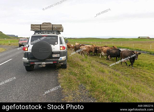 Meeting with a herd of cows on their way home to be milked. Highway 1 in Sudurland. Iceland