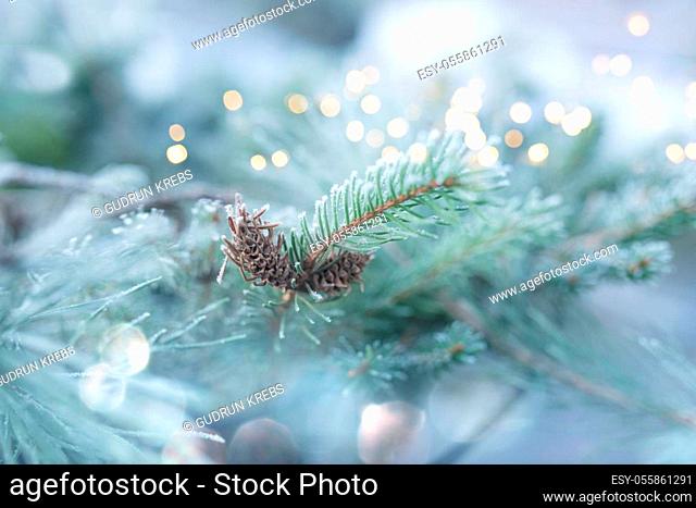 Rime covered green fir tree branches with festive bokeh. Close-up with short depth of field for a winter and christmas concept