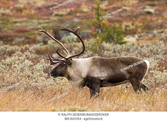 Wild Reindeer (Rangifer tarandus), Norefjell, Buskerud County, Buskerud Fylke, Norway, Scandinavia, Europe
