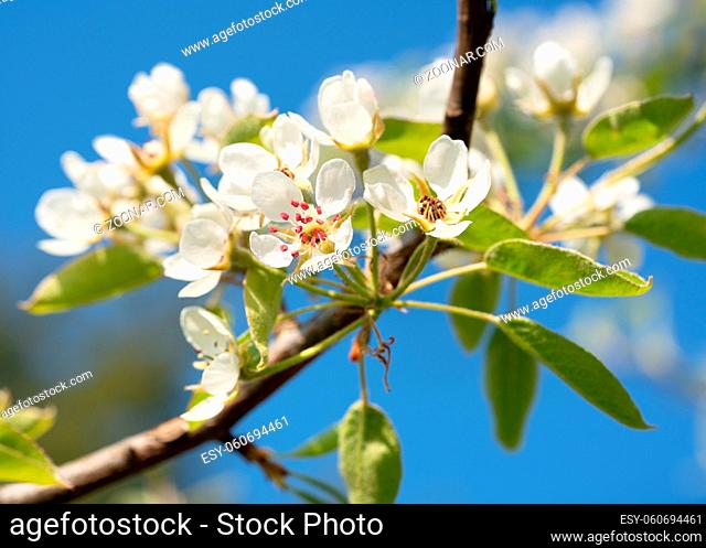 Common pear (Pyrus domestica), blossoms of springtime