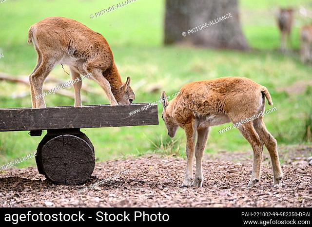 07 May 2022, Hamburg: Lambs of the European mouflon (Ovis gmelini musimon) at the feeding trough in their enclosure in the Klövensteen Game Reserve