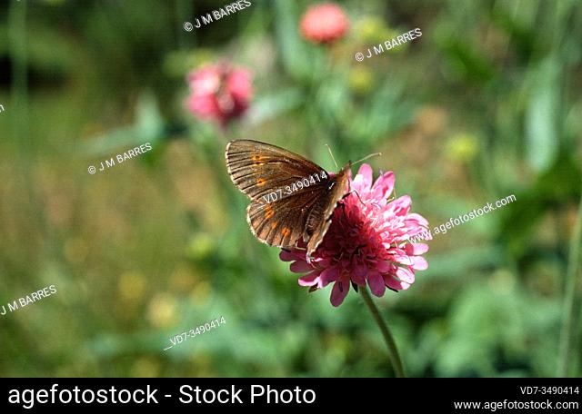 Large ringlet (Erebia euryale) is a butterfly endemic to Europe mountains