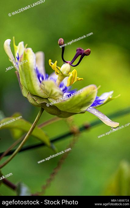 Blue passion flower, (Passiflora caerulea), flower, close up