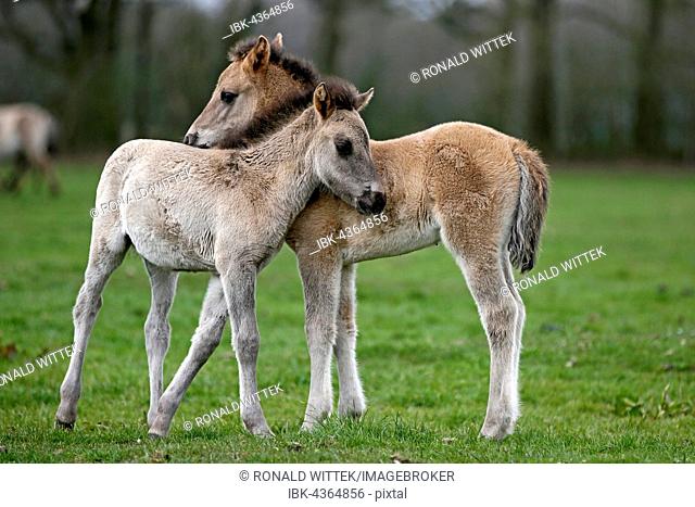 Dülmen pony, two foals cuddling, Dulmen, North Rhine-Westphalia, Germany