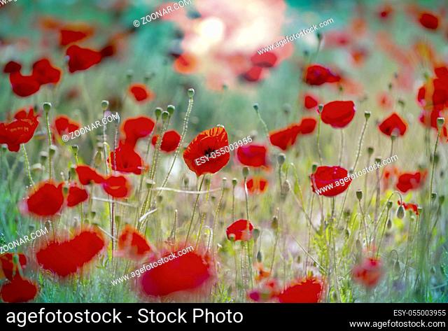 Wild red poppies on the meadow in sunny day. Decorated with light spots