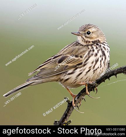 Meadow Pipit / Wiesenpieper ( Anthus pratensis ) perched elevated on top of a thorny tendril, watching back over its shoulder, wildlife, Europe