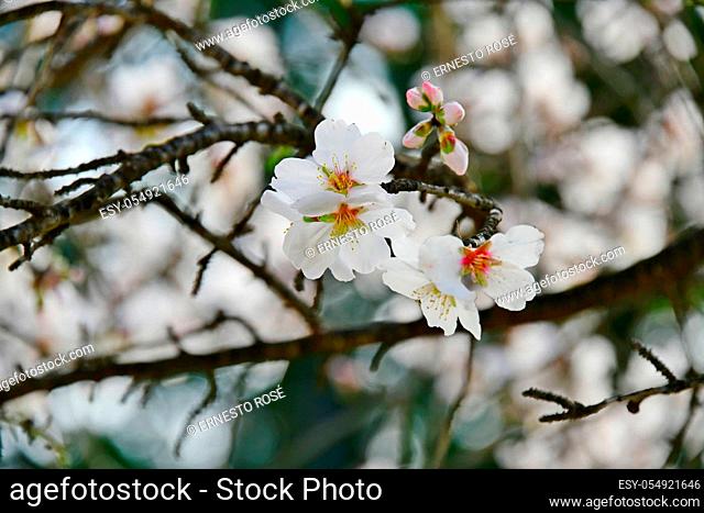 Blossoms on almond tree, Alicante Province, Costa Blanca, Spain