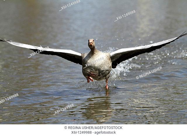 Greylag Goose Anser anser, gander running across water surface, displaying to female during breeding season, Germany