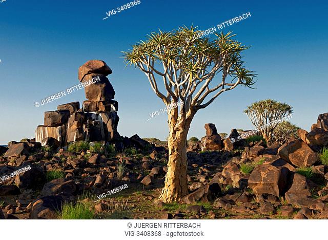 Quiver tree forest, Aloe dichotoma, Farm Garas, Mesosaurus Fossil Site, Keetmanshoop, Namibia, Africa - Keetmanshoop, Namibia, 17/02/2011