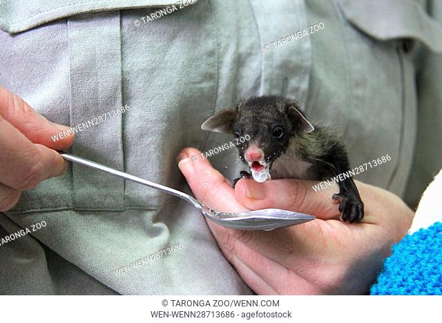 A tiny Yellow-bellied Glider joey has found a surrogate mum at Taronga Zoo, after surviving a collision with a barbed-wire fence