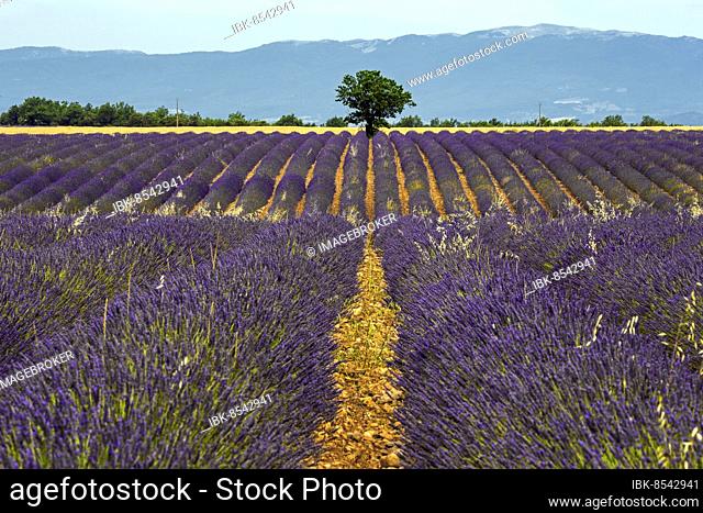 Tree in a lavender field, flowering true lavender (Lavandula angustifolia), near Puimoisson, Plateau de Valensole, Provence, Provence-Alpes-Cote d Azur