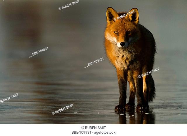 Male red fox on frozen lake, ice