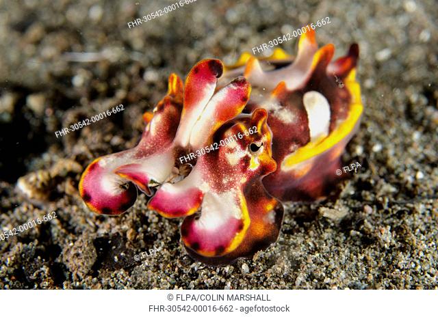 Pfeffer's Flamboyant Cuttlefish (Metasepia pfefferi) adult, in defensive posture, Horseshoe Bay, Nusa Kode, Rinca Island, Komodo N.P