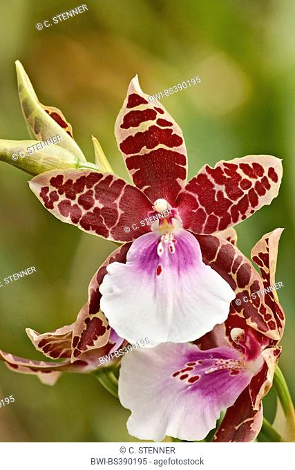 Miltonia orchid (Miltonia spec.), flowers