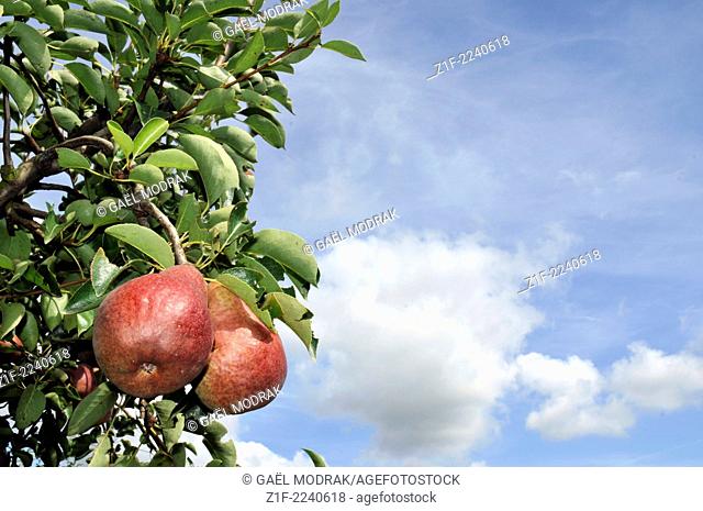 Red pears in the Rhône valley, France