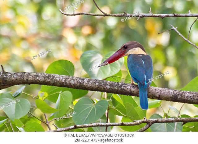 Stork-Billed Kingfisher.(Halcyon capensis).Kerala Backwaters, India