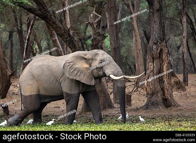 Africa, Zambia, Lower Zambezi natioinal Park, African Savannah Elephant or Savannah Elephant (Loxodonta africana), eat fruits of Winter Thorn (Faidherbia...
