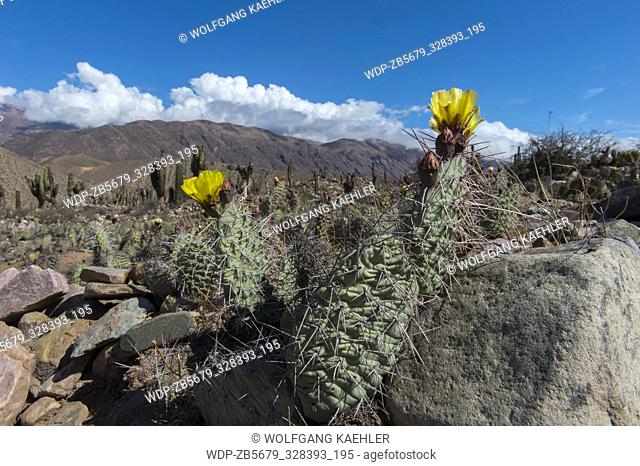 Cacti (Opuntia sulphurea) flowering at the fortress of Tilcara (Pucar