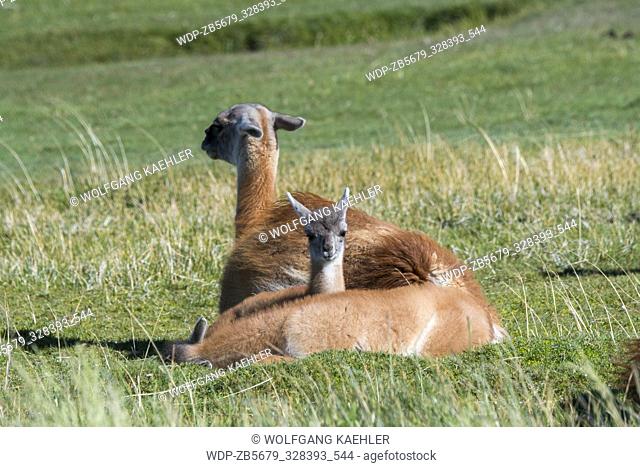 A mother guanaco (Lama guanicoe) with a baby (chulengo) in Torres del Paine National Park in southern Chile