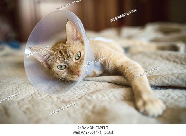 Portrait of cat with Elizabethan collar lying on bed