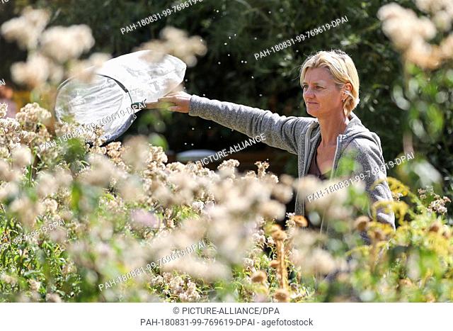 31 August 2018, Germany, Halle (Saale): Scientist Doreen Walther from the Centre for Agricultural Landscape Research (ZALF) is searching for mosquitoes in the...