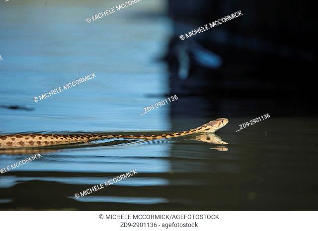 A gopher snake swims in a Northern California stream