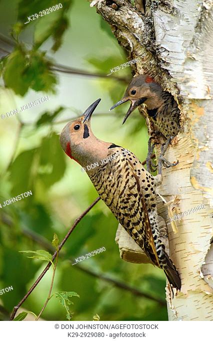 Northern flicker (Colaptes auratus) Adult male feeding young in birch tree nest cavity, Wanup, Ontario, Canada