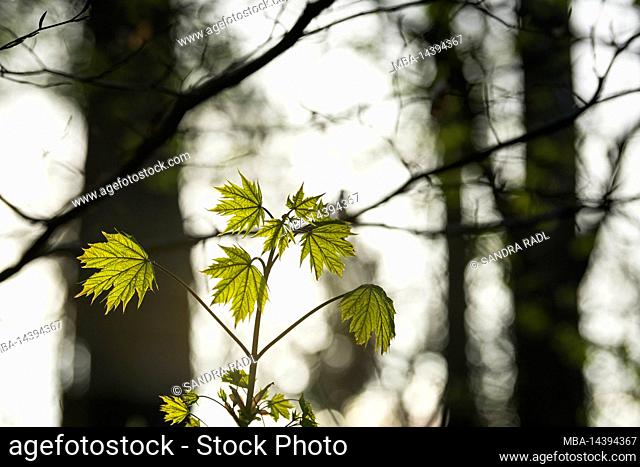 young Norway maple (Acer platanoides) with fresh light green foliage, spring, backlight, Germany, Baden-Württemberg, Markgräflerland