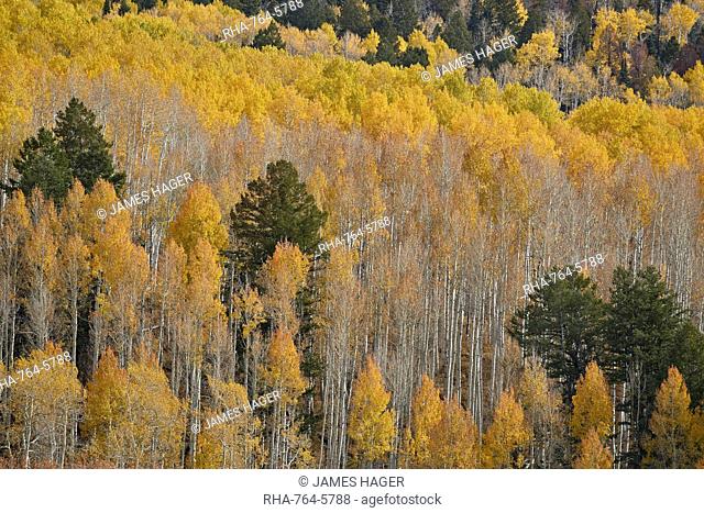 Yellow aspen trees in the fall, San Juan National Forest, Colorado, United States of America, North America