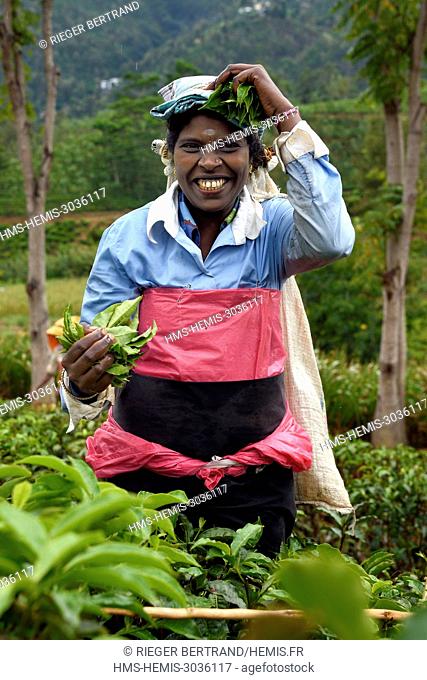 Sri Lanka, Uva province, Bandarawela, Tamil woman picking tea leaves in a tea plantation
