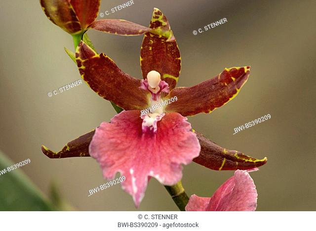 Miltonia orchid (Miltonia spec.), flower, Miltonia Bastian Widmer x Miltonia Bluntii var lubbersiana