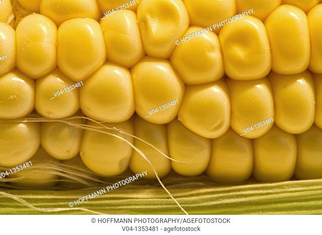 Close up of a corn cob
