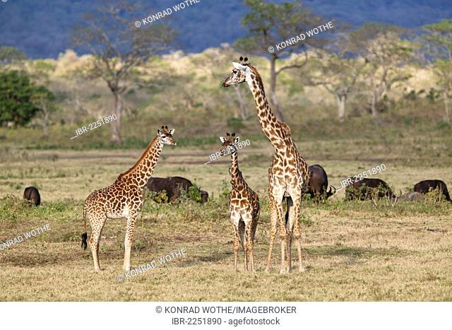 Massai, Maasai, Masai Giraffe or Kilimanjaro Giraffe (Giraffa camelopardalis tippelskirchi), with young and African buffalos (Syncerus caffer)