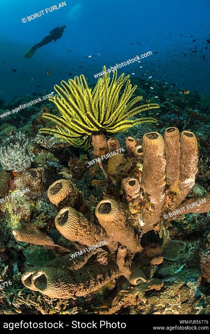 Tube Sponge in Coral Reef, Diacarnus spinipoculum / krinoid Comanthina schlegeri, Alor, Indonesia