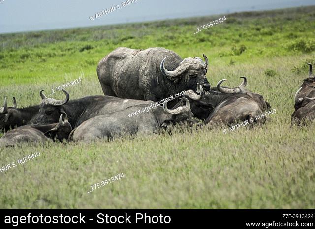 African buffalos/cape buffalos (Syncerus caffer), Tsavo National Park, Kenya, Africa