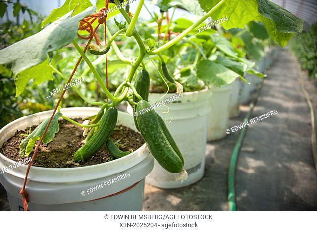 Cucumber Plants in Buckets. Thurmont Maryland USA