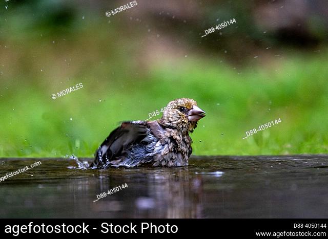 France, Brittany, Ille et Vilaine), Hawfinch (Coccothraustes coccothraustes), bathing in a pond in the undergrowth