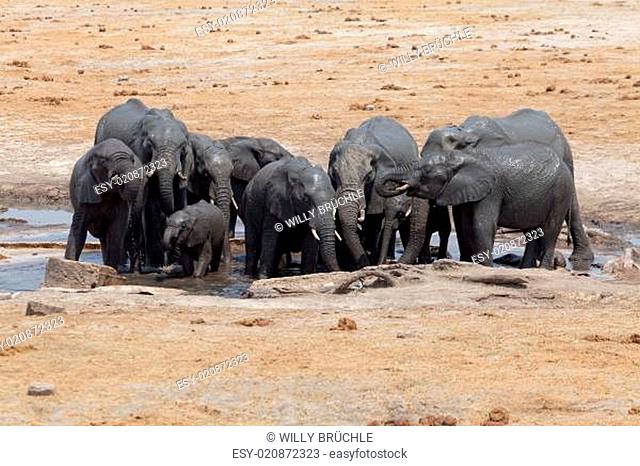 Elefanten im Hwange Nationalpark