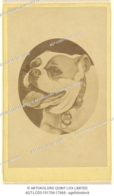 Druid. a bulldog, Frederick H. Hollyer (English, 1837 - 1933), 1865–1875, Albumen silver print