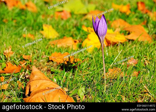 Herbstkrokus lila - autumn crocus purple 01