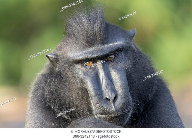 Asia, Indonesia, Celebes, Sulawesi, Tangkoko National Park, . Celebes crested macaque or crested black macaque, Sulawesi crested macaque