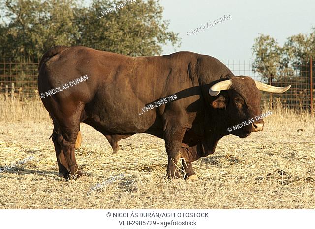 Bull retinto in dehesa, Badajoz, extremadura, Spain