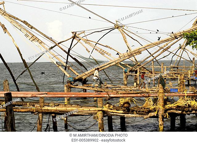 Chinese fishing nets cheena vala in Vypeen Island ; Kochi Cochin ; Kerala ; India
