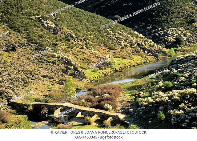 Royal cattle track -Cañada Real- Trujillana, National Park of Monfragüe, Cáceres, Spain