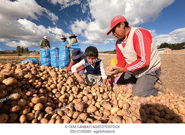 Indigenous people of Sacred Valley picking up potatoes, Cusco, Peru, South America