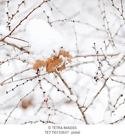 Plant in snow