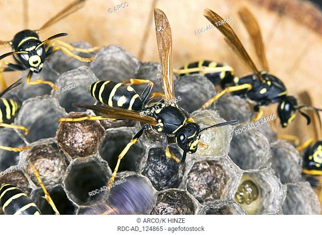 Paper Wasps at nest Austria Polistes gallicus