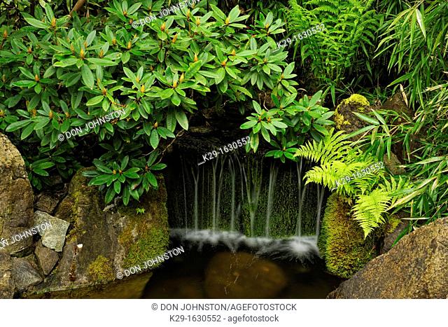Butchart Gardens- Rhodoendron and fern with waterfall in the Japanese Garden, Victoria, BC, Canada